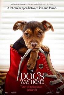 دانلود فیلم A Dog’s Way Home 20198110-1621990069