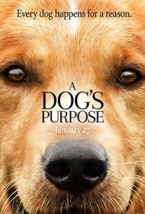 دانلود فیلم هندی A Dog’s Purpose 201741616-1599731933