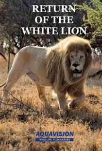 دانلود مستند Return of the White Lion 2008103488-2138082379