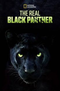 دانلود مستند The Real Black Panther 2020229564-2091478440