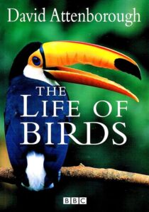 دانلود مستند The Life of Birds382058-1871965126